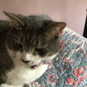 Meet your Posher, Bella